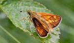 Small Skipper | Butterfly species